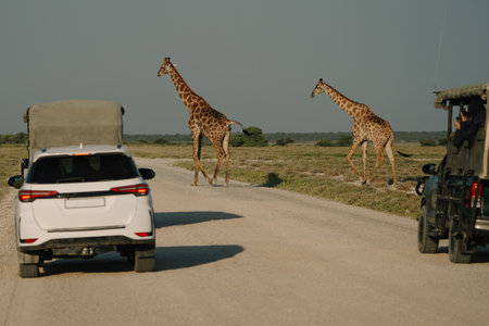 Giraffes crossing the road in front of a car with tourists in Etosha National Park in Namibiaの写真素材
