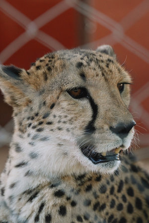 Wild cat Cheetah close up in one of Namibian nature reserves before feeding.の写真素材