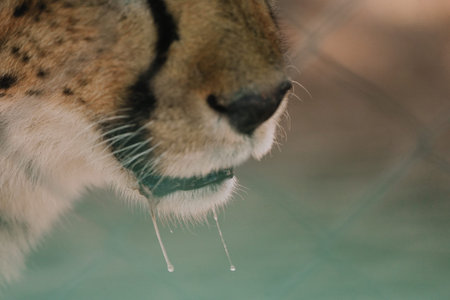Lower part of the head of the cheetah, drooling, hanging down in one of african nature reserves in...