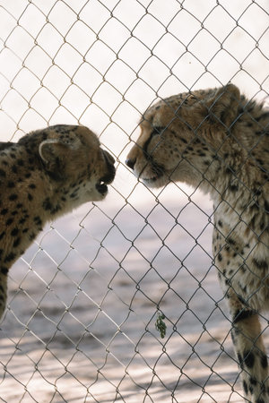 Two cheetahs communicating through a net in one of African nature reserves.