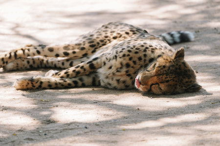 Wild cat Cheetah lying down and licking itself after feeding in one of african nature reserves after feeding.の写真素材