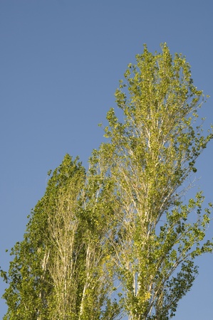 Poplar trees and blue skyの写真素材