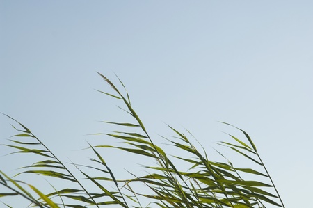 sky and reeds near by seaの写真素材