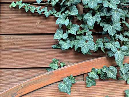 Green ivy climbing on the wall of an old wooden house.の写真素材