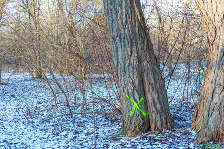 A tree with a bright green X marking stands in a snowy forest surrounded by bare branches and underbrush on a winter day.の写真素材