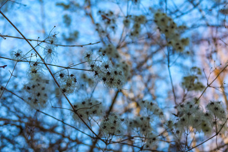 White flowers bloom on thin branches, creating a stunning display against a clear blue sky in a...