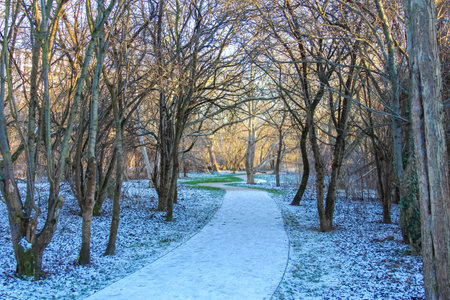 A clear pathway winds through a quiet winter forest, with trees lining the sides and a light dusting of snow on the ground.の写真素材