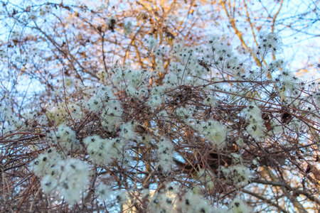 White blossoms cluster on a tree branch against a bright sky, signaling the arrival of springtime beauty and renewal.の写真素材