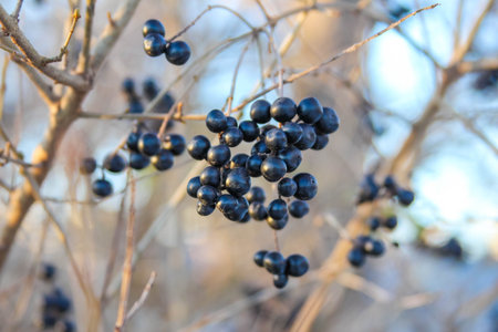 Clusters of black berries grow on bare branches, illuminated by warm winter sunlight along a nature trail in a serene landscape.の写真素材