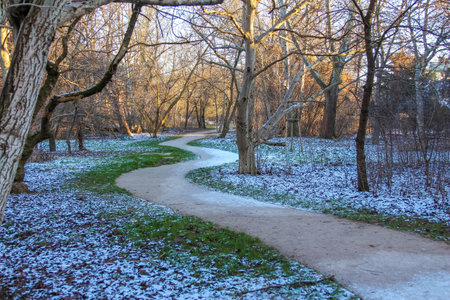A serene path covered in light snow meanders through a tranquil forest, revealing the beauty of winter's quiet charm.の写真素材