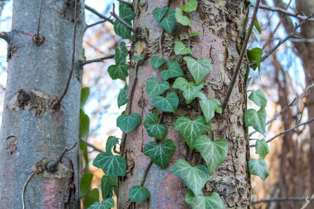 Green ivy gracefully climbs a textured tree trunk in a tranquil forest environment, showing nature's beauty.の写真素材
