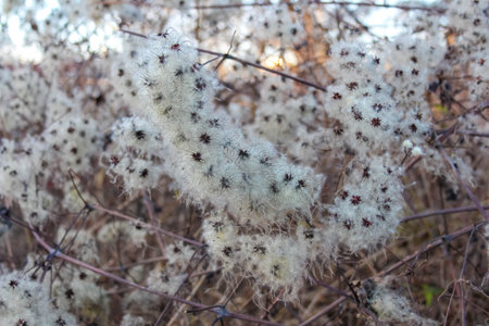Fluffy seed pods cluster among dried branches, showing nature's delicate beauty in a wild setting during late autumn.の写真素材