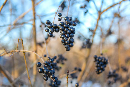 Clusters of shiny black berries hang from bare branches against a clear blue sky, showing their ripeness and natural beauty.の写真素材