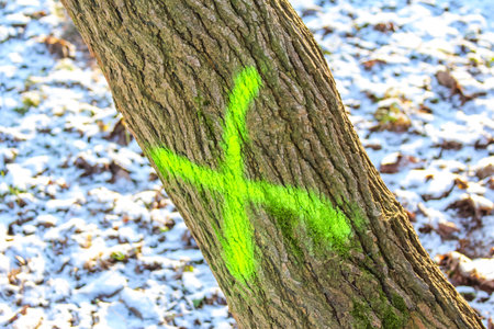 Bright green marking appears on a tree trunk surrounded by snow in a forest setting, indicating an area of interest or study.の写真素材