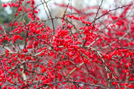 Red berries adorn branches, creating a striking contrast against a winter backdrop, showing nature's colors at this season.の写真素材