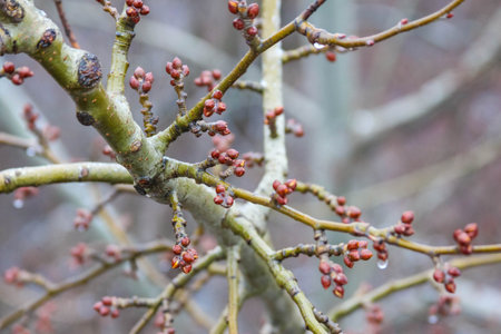 Tree branches are adorned with budding flowers, signaling the arrival of spring. Dewdrops glisten on...