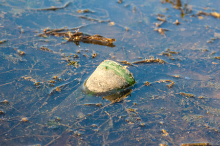 Green object floating serenely on clear blue water surface with leaves scattered aroundの写真素材