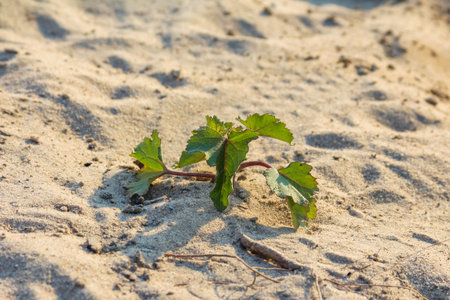 Tiny green sprout growing through crack in weathered stone surfaceの写真素材