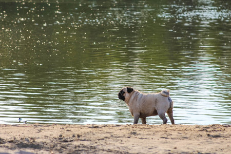 A pug dog standing on sandy beach near lakeの写真素材