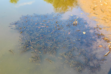 Sunlight reflecting on calm water surface creating golden shimmer effects and peaceful atmosphereの写真素材