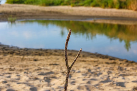 Twisted bare tree branch standing alone by peaceful lake shore in natural settingの写真素材