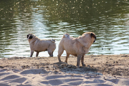 Group of young pug dogs standing together on sandy lakeside beachの写真素材