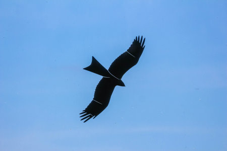 Majestic bird of prey soaring through clear blue sky with wings fully extendedの写真素材