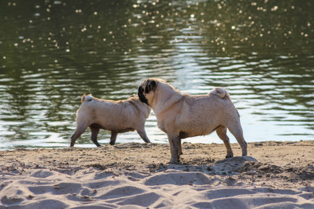 Two pug dogs standing on sandy beach by the lake shore during sunny dayの写真素材