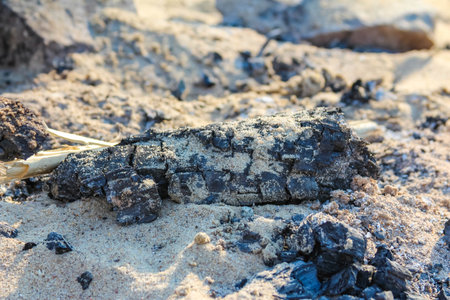 Weathered driftwood and debris scattered across sandy beach after storm tideの写真素材