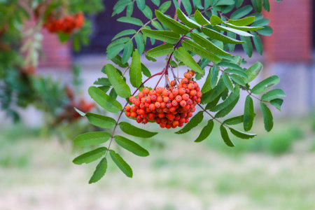 Bright orange rowan berries cluster on branch with green leaves in daylightの写真素材