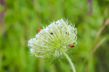 Delicate white wildflower with spiky petals captured in macro photography against soft green natural backgroundの写真素材