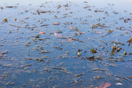 Shallow water with scattered leaves and natural debris on sandy underwater surfaceの写真素材