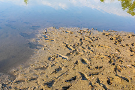 Close-up view of footprints in wet sand near a lake's shorelineの写真素材