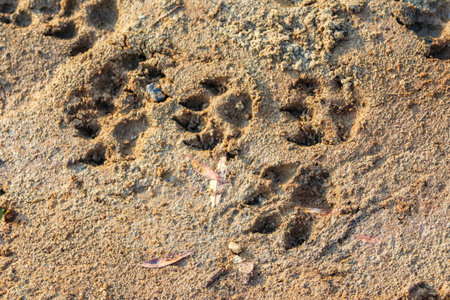Multiple animal footprints and tracks preserved in dried muddy ground surface textureの写真素材