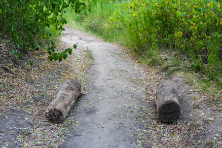Narrow forest trail with fallen logs creating natural obstacles through dense woodlandの写真素材