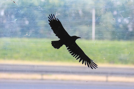 Large bird of prey gliding over rural landscape with wind turbines in background
