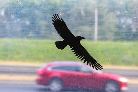 Impressive bird of prey flying over highway with red car passing beneathの写真素材