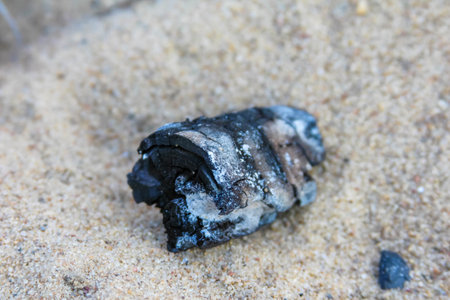 Single dark mussel shell resting on sandy beach surface creating natural marine life composition