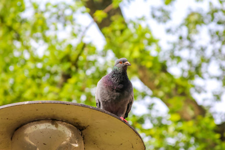 Bird sitting on a branch with natural bokeh background in spring garden