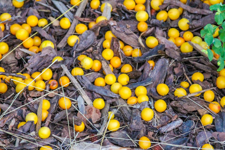 Close-up view of scattered fruits in golden yellow tones creating natural seasonal pattern