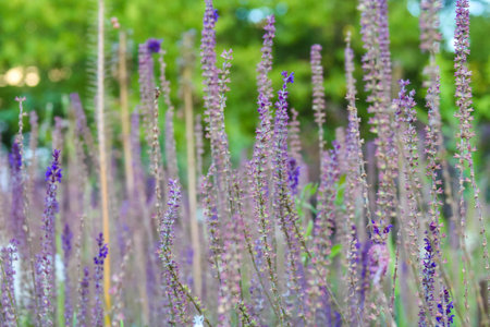 Dense patch of blooming purple lavender plants with tall flower spikes in summer garden