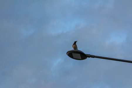 Street lamp silhouette against dramatic blue cloudy sky during twilight creating atmospheric urban sceneの写真素材