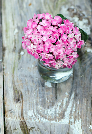 Pink hydrangea on a white background .