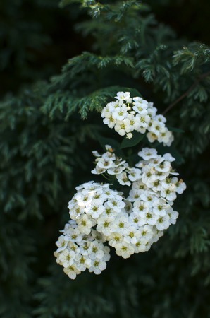 Spirea bush with white flowers in the gardenの写真素材