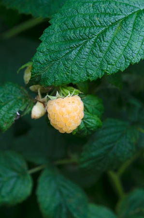 Yellow Raspberries. Growing Organic Berries Closeup. Ripe Raspberry In The Fruit Garden.の写真素材