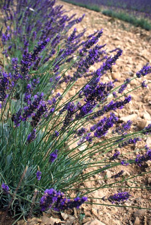 Purple lavender field, trees at horizon line, light blue sky with clouds.の写真素材