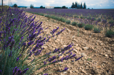 Purple lavender field, trees at horizon line, light blue sky with clouds.の写真素材