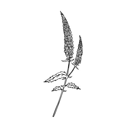 Hand drawn doodle speedwell in realistic style. Vector veronica flower. wild flower sketch. outline.のイラスト素材
