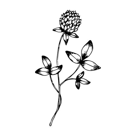 Hand drawn doodle clover. Vector sketch wildflower. Realistic style. outline.のイラスト素材