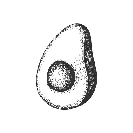 Hand drawn half avocado. Vector realistic fruits. Avocado Cutaway.のイラスト素材